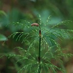 Skogsfräken - Equisetum sylvaticum