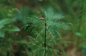 Skogsfräken - Equisetum sylvaticum