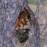 Grå flugsnappare - Muscicapa striata