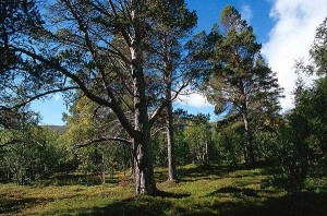 barrskog
