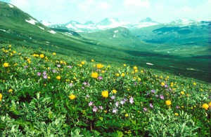 Smörboll - Trollius europaeus L.