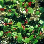 Dvärgvide - Salix herbacea L