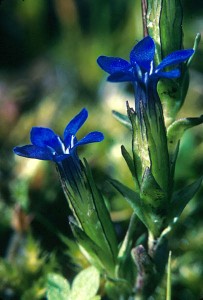 Fjällgentiana - Gentiana nivalis L.