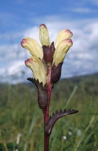 Kung Karls spira - Pedicularis sceptrum-carolinum L.