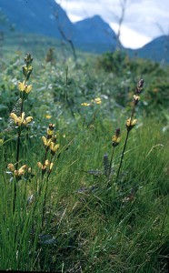 Kung Karls spira - Pedicularis sceptrum-carolinum L.