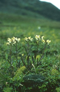 Lappspira - Pedicularis lapponica L.