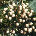 Mossljung - Cassiope hypnoides (L.)