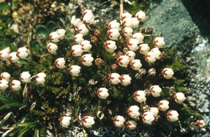 Mossljung - Cassiope hypnoides (L.)