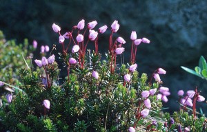 Lappljung - Phyllodoce caerulea (L.)