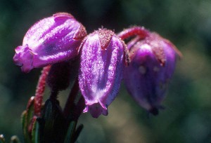 Lappljung - Phyllodoce caerulea (L.)