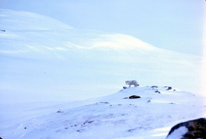 Fjällräv - Alopex lagopus